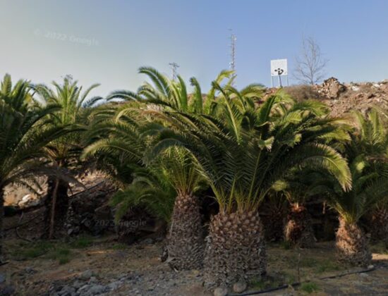 Outdoor sex under the palm trees in Palmeral de San Agustín, Gran Canaria