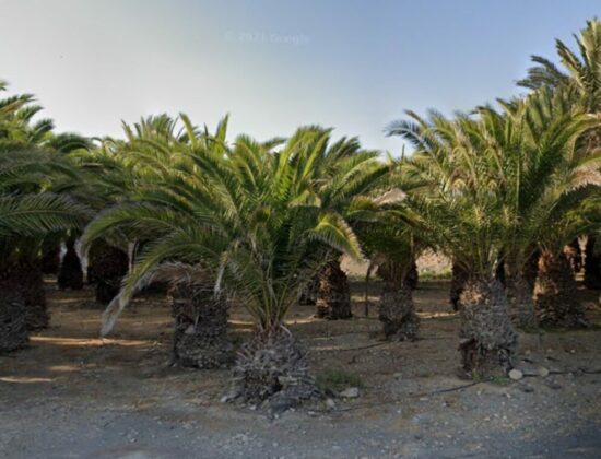 Outdoor sex under the palm trees in Palmeral de San Agustín, Gran Canaria