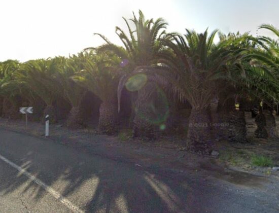 Outdoor sex under the palm trees in Palmeral de San Agustín, Gran Canaria